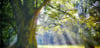 Environmentimage
