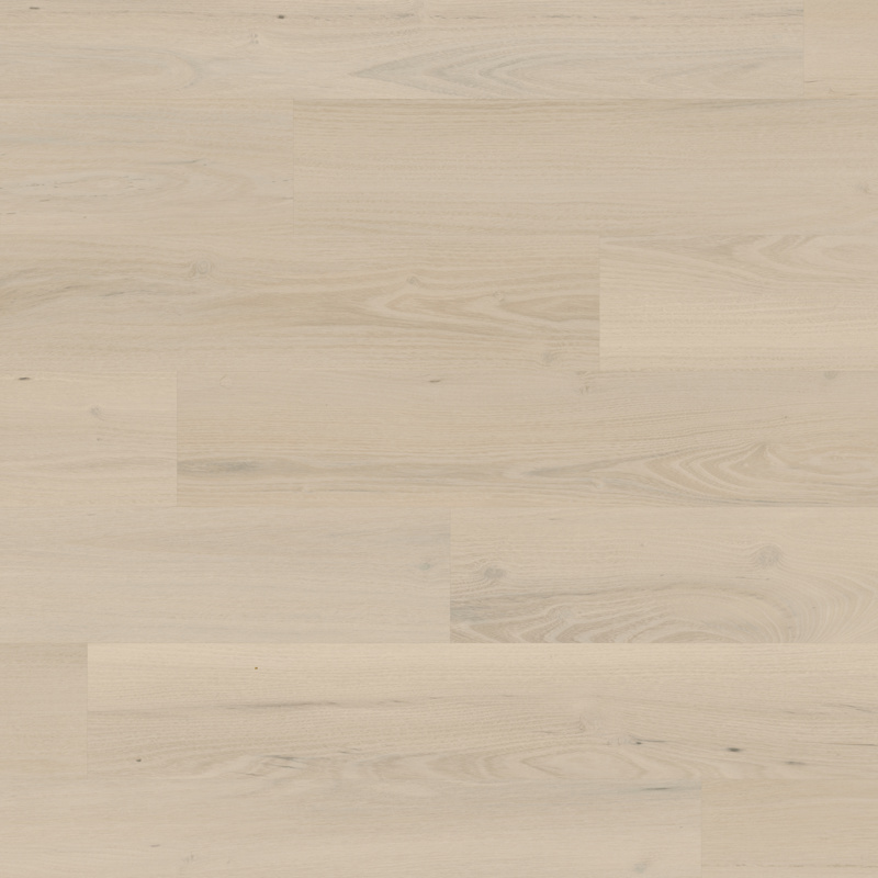 Norfolk Acacia KP159